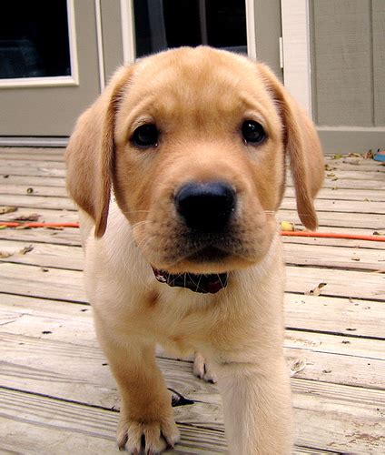 Black lab puppies cute puppies cute dogs dogs and puppies doggies labrador yellow golden labrador black labrador retriever labrador 'inquisitive yellow lab puppy' photographic print by baileyandbanjo. labrador retriever puppy - Wallpapers Free