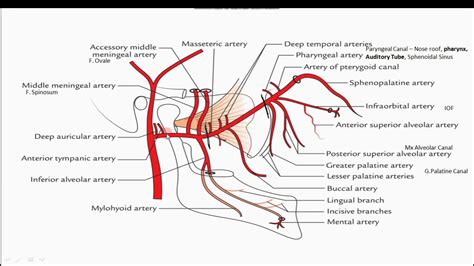 Maxillary Artery Youtube
