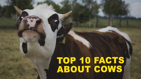 Top 10 Amazing Facts About Cows Interesting Facts About Cows Beautiful Cow Facts Part 2 0