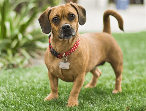 Pug Dachshund Mix Breed Info Temperament Facts Health And Care