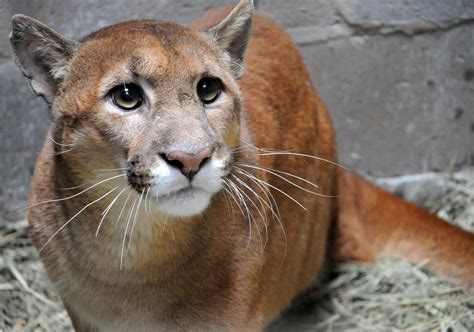 Also commonly known as the cougar and the mountain lion. Após oito meses de tratamento, puma atropelado é ...