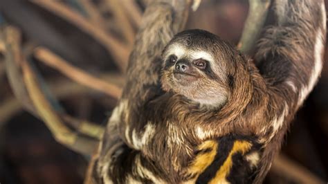 7 Sloths Who Are Almost Too Adorable To Throw Off The Top Of The