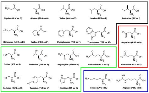 Figure A1 Structure Des Vingt Acides Aminés Composant Les Protéines