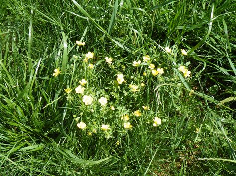 Here are some of the most common, organized by their type. Weed of the Week: Buttercup | Forage Fax
