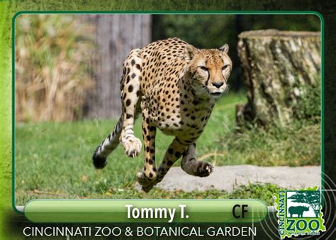 Check out our tips, review, insights, and photos of the cincinnati zoo. Zoo's Animal All-Stars Lineup - Cincinnati Zoo & Botanical ...