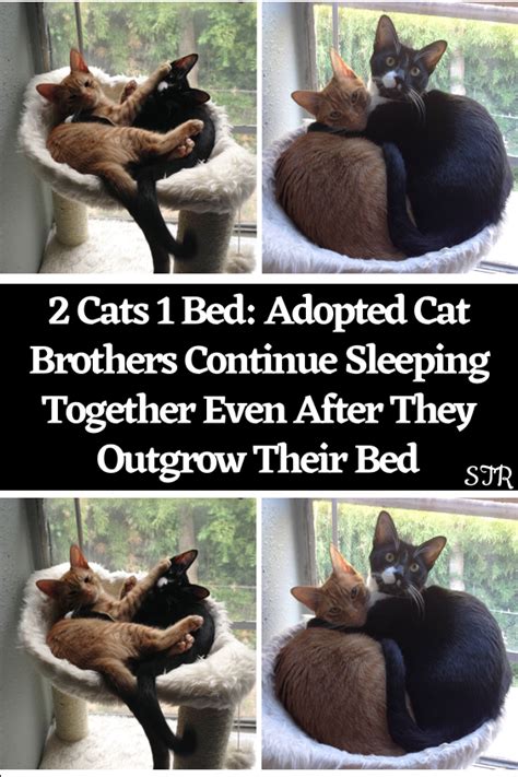 2 Cats 1 Bed Adopted Cat Brothers Continue Sleeping Together Even After