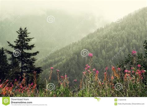 First Spring Flowers On Alps Mountains Background In Cloudy Day Copy