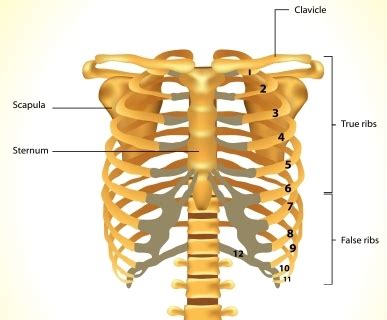 The rib cage is the arrangement of ribs attached to the vertebral column and sternum in the thorax of most vertebrates, that encloses and protects the vital organs such as the heart, lungs and great vessels. Rib Fracture & Rib Stress Fracture