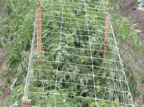 Nylon Trellis Netting Allows For A Productive Garden