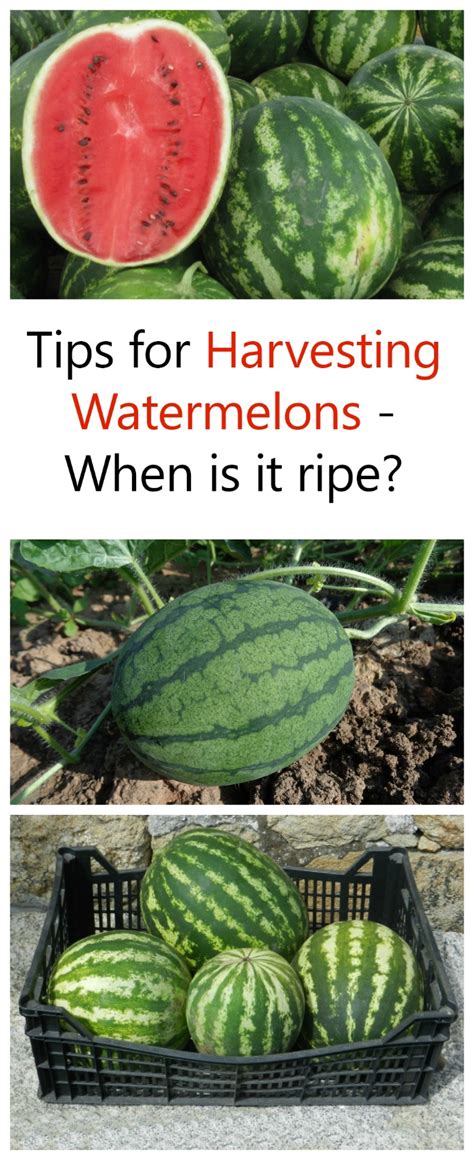 Harvesting Watermelons When Is Watermelon Ready To Pick Updated