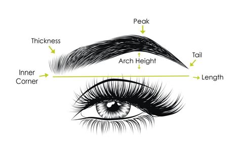 Anatomy Of Eyebrow Different Types Of Eyebrows Shapes Types Of