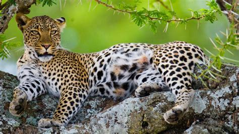 On The Lookout For Leopards The Best Places To See Africas Most