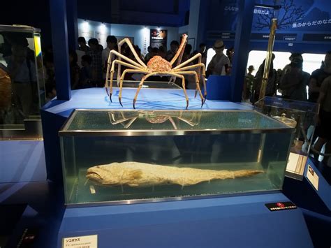 国立科学博物館 深海展 深海生物図鑑 光と影のつづれ織り