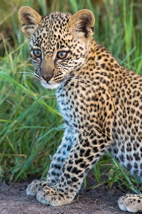 Leopard Cub Panthera Pardus Serengeti Photograph By Panoramic Images