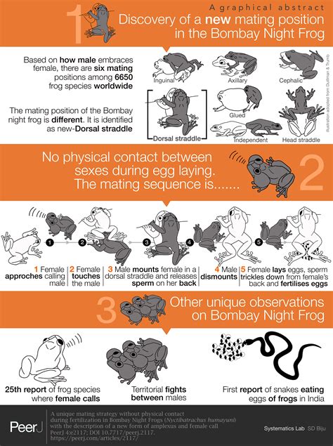 A unique mating strategy without physical contact during fertilization
