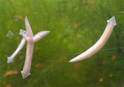 3 Types Of Tiny White Worms Found In A Freshwater Aquarium Aquanswers
