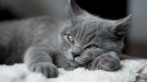 10 Great Grey Cat Names To Get You Inspired Purina
