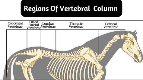 Anatomy Section 🐎 Regions Of Vertebral Column 🦙 Faculty Of Veterinary