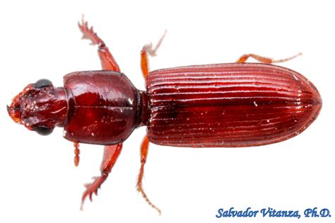 Coleoptera Carabidae Clivina Impressefrons Ground Beetles A Urban