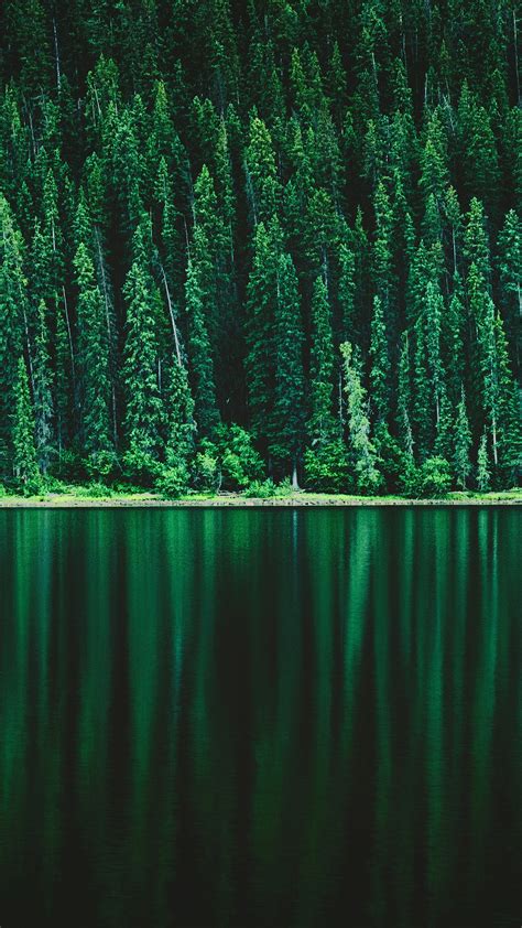 Wallpapers Hd Green Pine Tree Forest