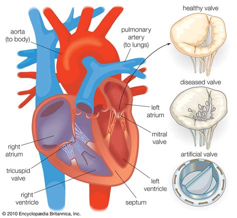 Heart Valve Anatomy Britannica