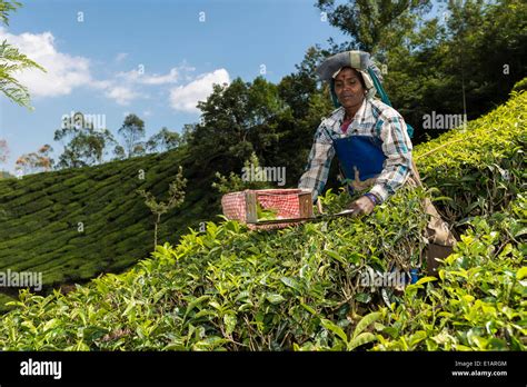 India Kerala Tea Plants Leaves Plantation Munnar Camellia Sinensis Hi