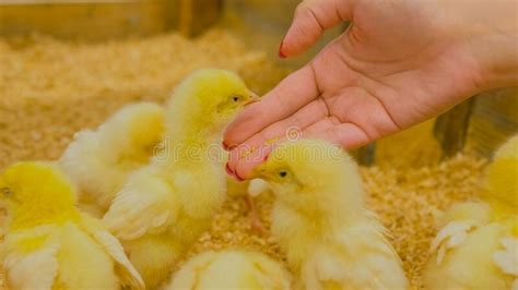 Woman Feeding Baby Chickens On Farm Stock Image Image Of Chicken