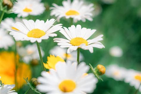 How To Care For Daisies Minneopa Orchards