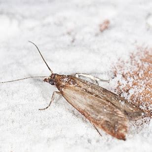 9 solutions pour vous débarrasser des mites dans votre tapis Jardin
