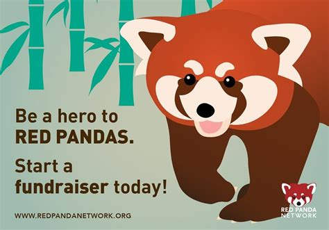 Ever Wonder What You Can Do To Help Save Red Pandas Heres Your Answer