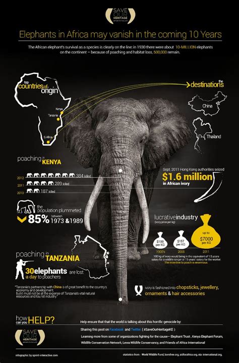 23 Intriguing African Elephant Population Statistics | Africa