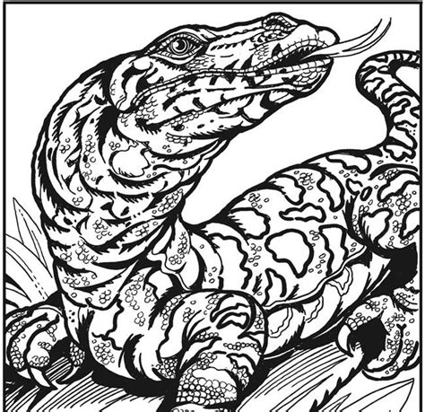 Download 264+ Reptiles Coloring Pages PNG PDF File