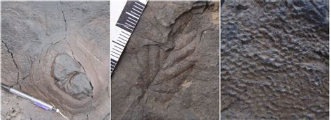 All but one of these are correct. Trace Fossils - Denali National Park & Preserve (U.S ...