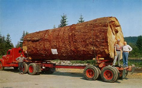Giant Fir Log Oregon Logging Equipment Trucks Logging Industry