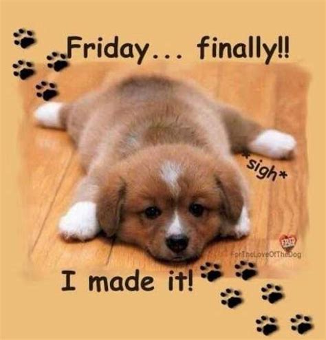 33 Funny And Happy Friday Quotes With Images Cute Puppies Puppies