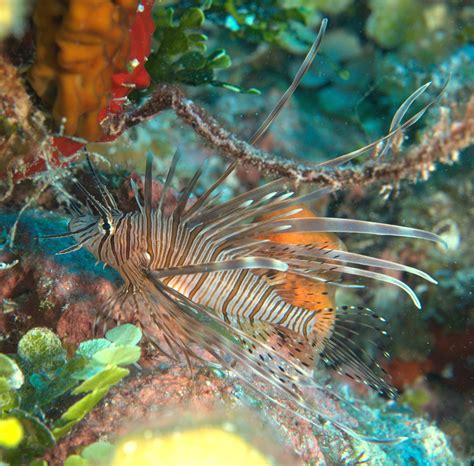 The Best Of Underpressure Photography Lionfish Juvenile Invasive