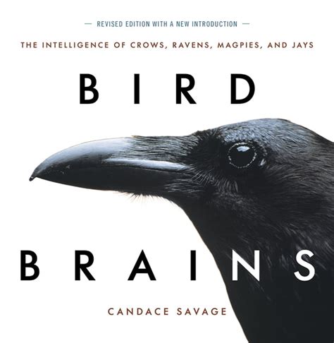 Bird Brains The Intelligence Of Crows Ravens Magpies And Jays Paperback