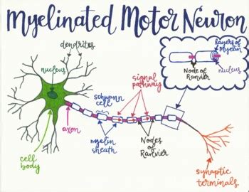 Myelinated Motor Neuron By Adele Marie Teachers Pay Teachers