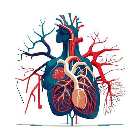 Sistema Circulatorio Vector Png Dibujos Sticker Clipart El Corazón