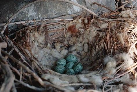 Stock Photo 4201 3107 Common Raven Corvus Corax Nest With Six Blue