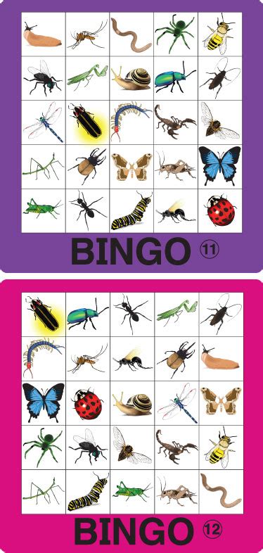 Insect Bingo Esl Ell Newcomer Game Made By Teachers