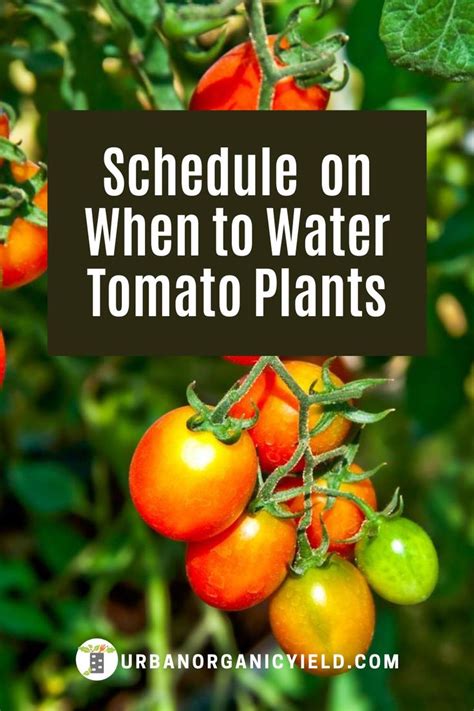 Your seed should sprout within a few weeks, remove and plant either outside after the last frost or indoors in large pots. How Often Should You Watering Tomato Plants and Schedule ...