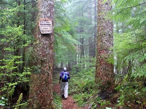 Into Oregons Largest Old Growth Rainforest