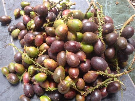 Matoa Primadona Dari Papua