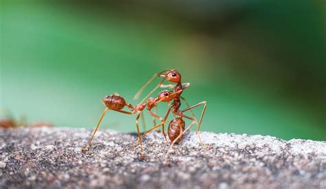 Argentine Ants Vs Fire Ants Whats The Difference Arrest A Pest