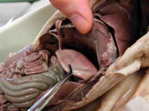 Tissues, organs, & organ systems. Stomach - Dissection of a Fetal Pig