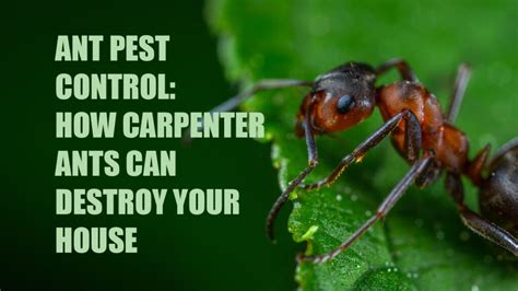 why are ants a problem in your home killroy pest control