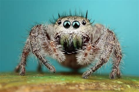 2048x1438 Jumping Spider Spider Arachnid Macro Wallpaper