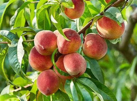 Fruit Trees Home Gardening Apple Cherry Pear Plum And Peach Trees
