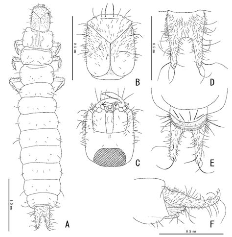 Larva Of Laius Rodriguesensis Sp Nov A Dorsal Habitus B Head In